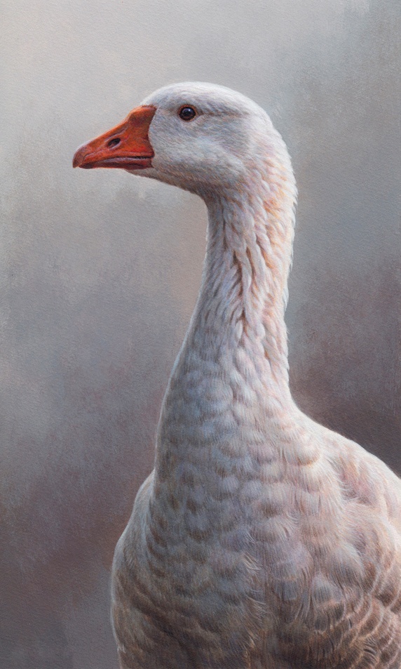 Close up of white goose
