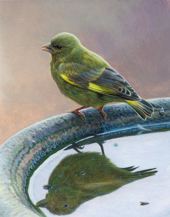 Close up of greenfinch reflected in birdbath