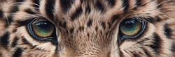 Cropped close up of eyes of leopard