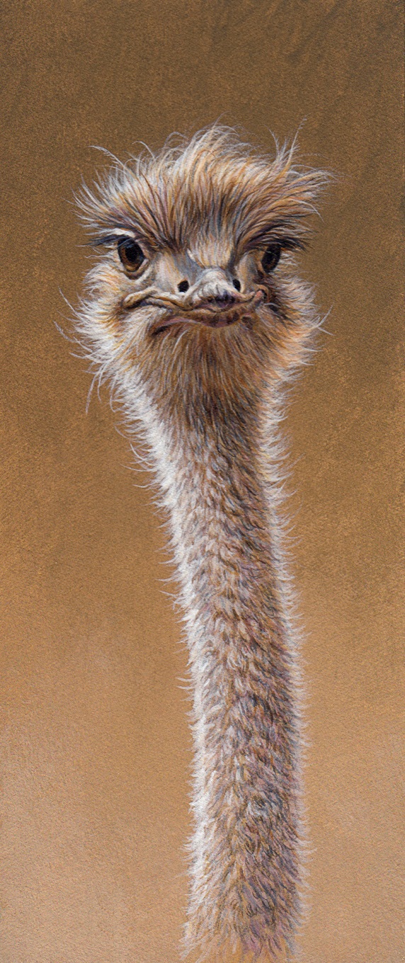 Close up of ostrich neck and head