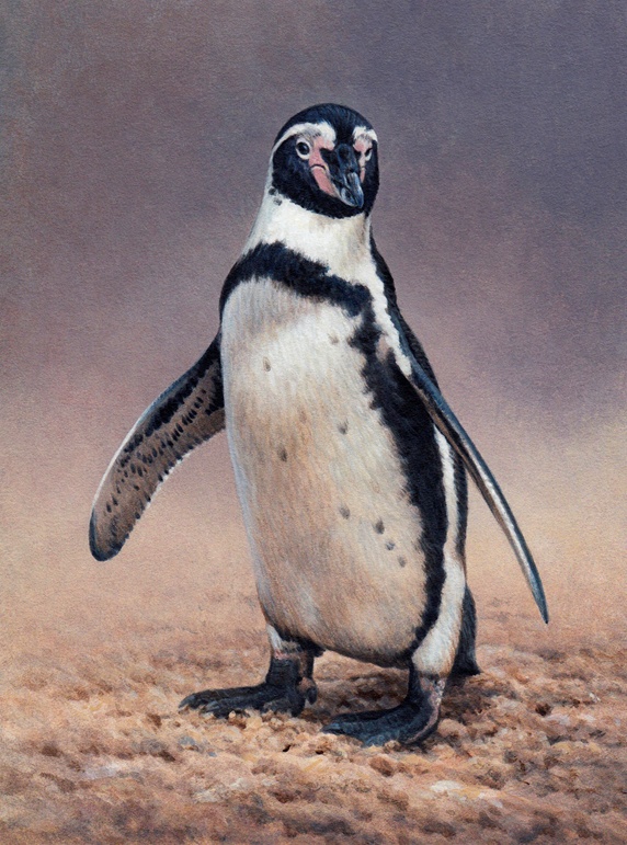 Close up of Humboldt penguin