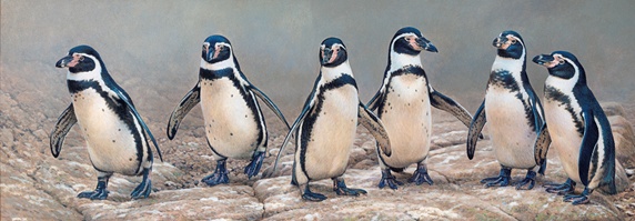 Humboldt penguins standing in a row