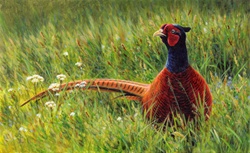 Male pheasant in wildflower meadow