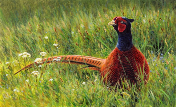 Male pheasant in wildflower meadow