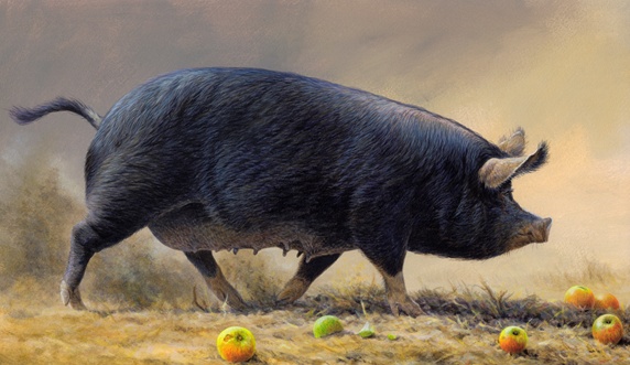 Black pig walking surrounded by apples