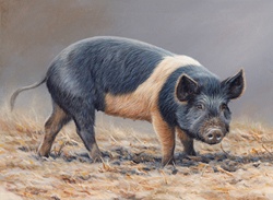 Saddleback pig