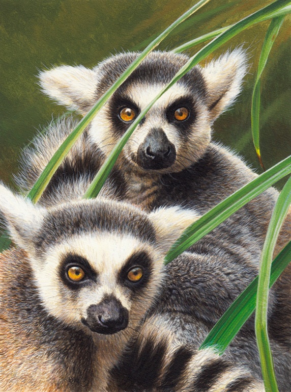 Close up of two ring-tailed lemurs