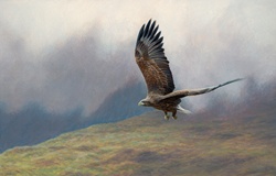 White-tailed sea eagle flying over misty upland landscape