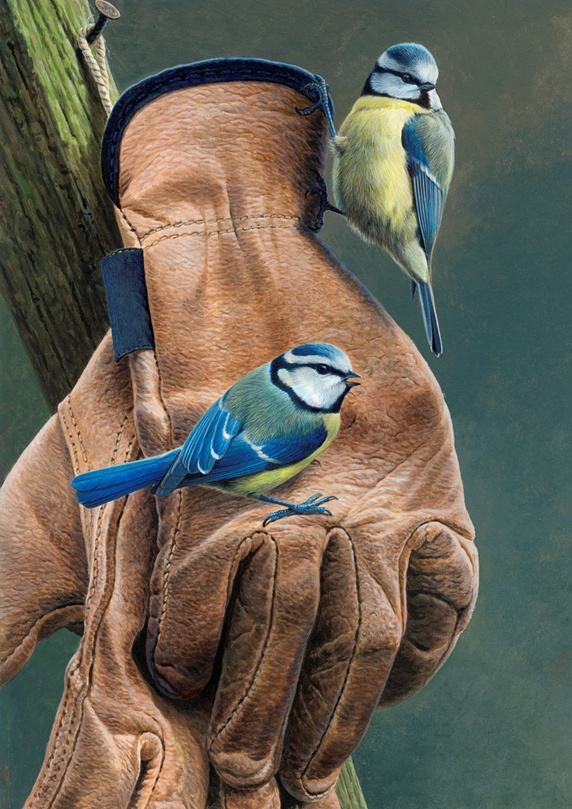 Two blue tits perched on gardening gloves hanging on nail