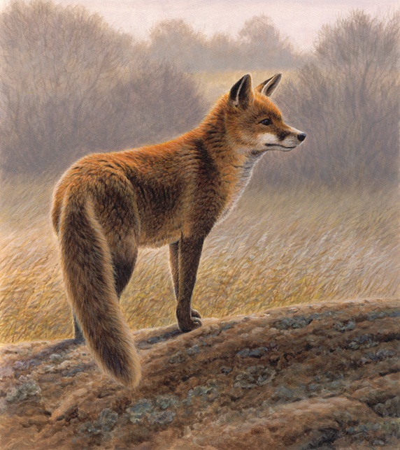 Fox in countryside in autumn