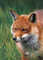 Fox stalking in long grass