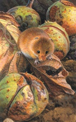 Harvest mouse among autumn leaves and horse chestnut seeds