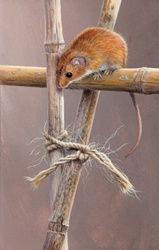 Harvest mouse looking down from top of garden bamboo cane
