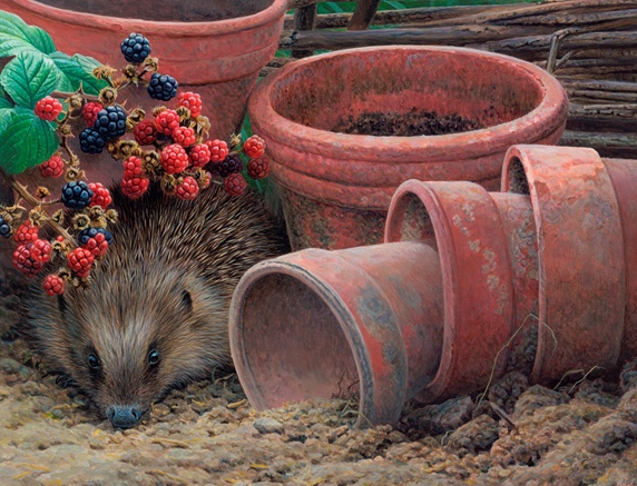 Hedgehog peeking out from between plant pots and blackberry branches