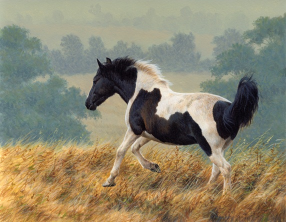 Piebald pony running in countryside