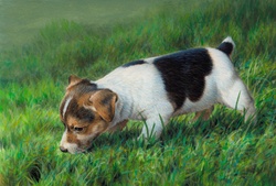 Jack Russell puppy dog waiting by hole in grass