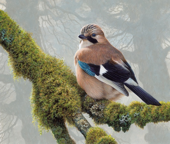 Eurasian jay perched on lichens on tree branch