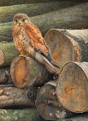 Common kestrel perched on pile of logs