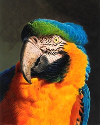 Close up of blue and gold macaw parrot