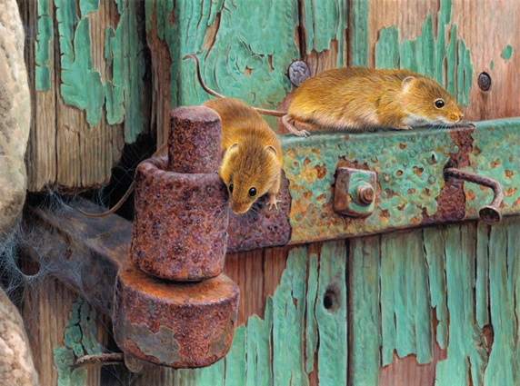 Two harvest mice on rusty hinge of dilapidated door with peeling paint