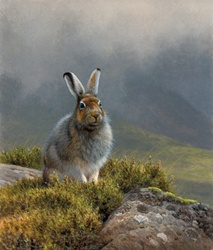 Mountain hare in upland landscape