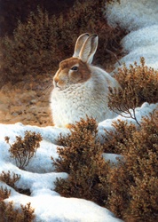 Mountain hare in snow in winter