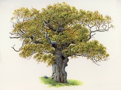 Old, gnarled oak tree