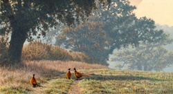 Three male pheasants in countryside
