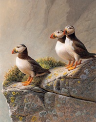 Three puffins standing on rocky cliff