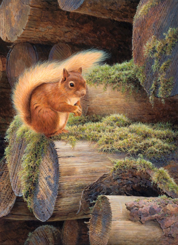 Red squirrel sitting on mossy pile of logs