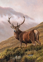 Red deer stag in upland landscape
