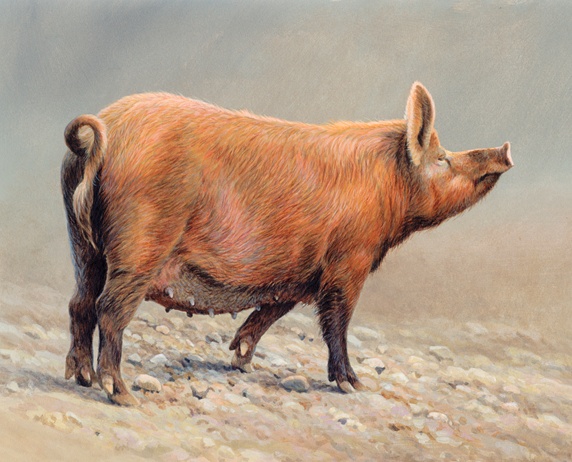Tamworth pig