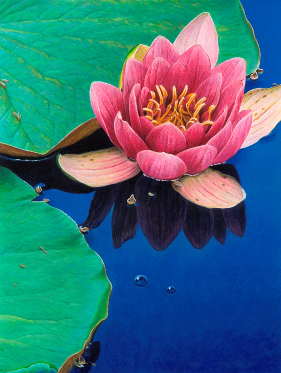 Close up of pink water lily and lily pad