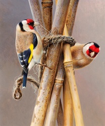 Close up of two goldfinches pecking twine on garden bamboo cane