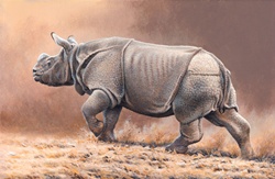 Rhino walking on grass