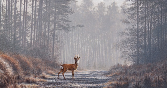 Roe deer in forest
