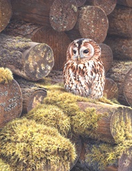 Tawny owl perching on log