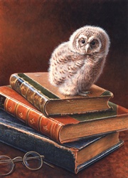 Tawny owl perching on stack of books