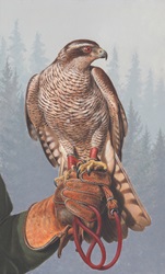 Painting of goshawk perched on falconer's glove