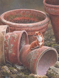 Weasel on empty flowerpot