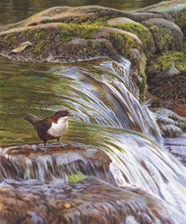 Dipper with grub in beak in flowing river