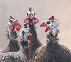 Group of four guinea fowl