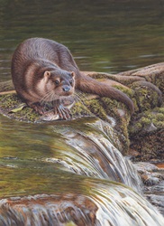 Otter with caught fish by flowing water