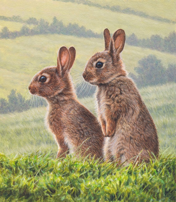 Two rabbits in summer field