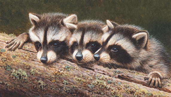 Three raccoons peeping over log