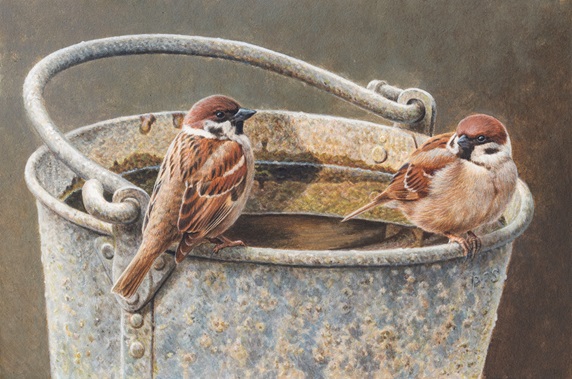Sparrows perched on rusty bucket