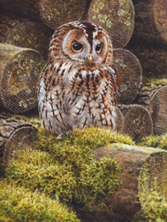 Tawny owl perched on mossy log