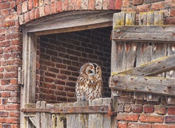Tawny owl perched on old stable door