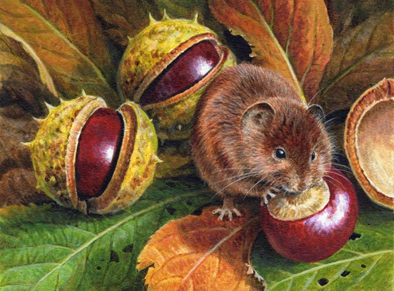 Vole eating horse chestnut conkers