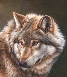 Close up of wolf